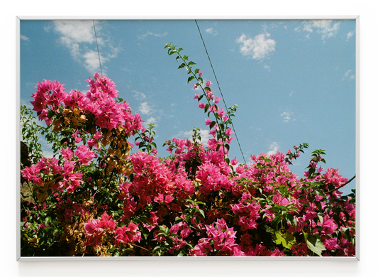 "Bougainville" Art Print