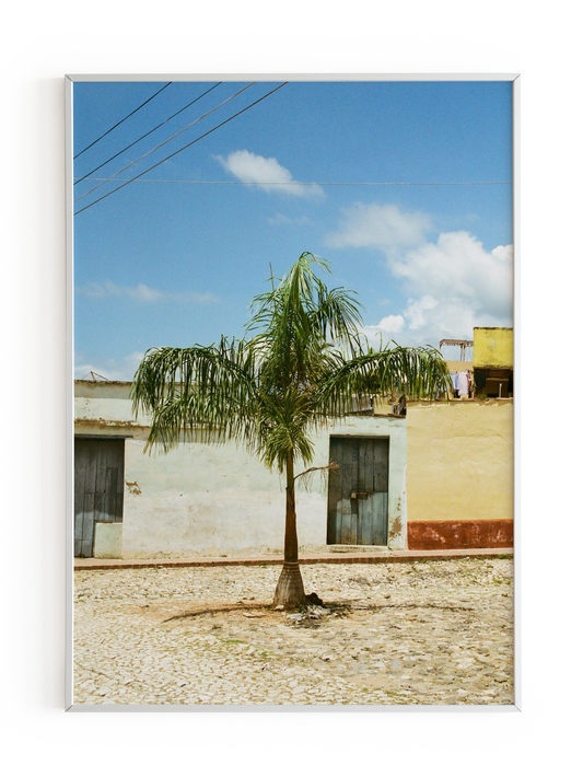 "Palmera" Art Print