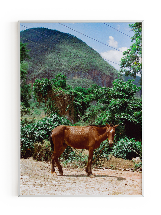 "Caballo Cubano" Art Print